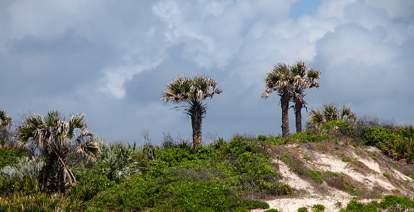 [At this elevation the sky behind the palms is completely covered in clouds which are varying shades of white, blue, and grey and provide an interesting backdrop. The platform is approximately the same elevation as the palms so the hillside is not visible.]